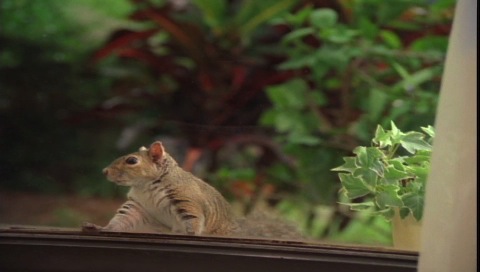 Squirrel